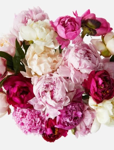 Double The Grower's Choice Peony